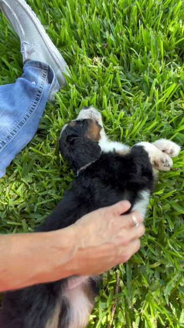 Thumbnail: Cammie (Reserved)