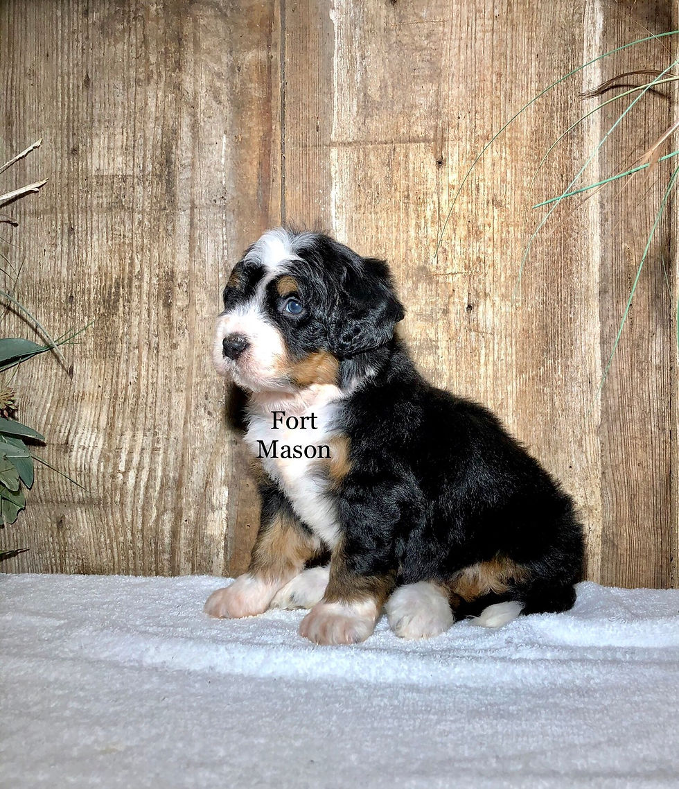 Thumbnail: Jessie (Reserved)
