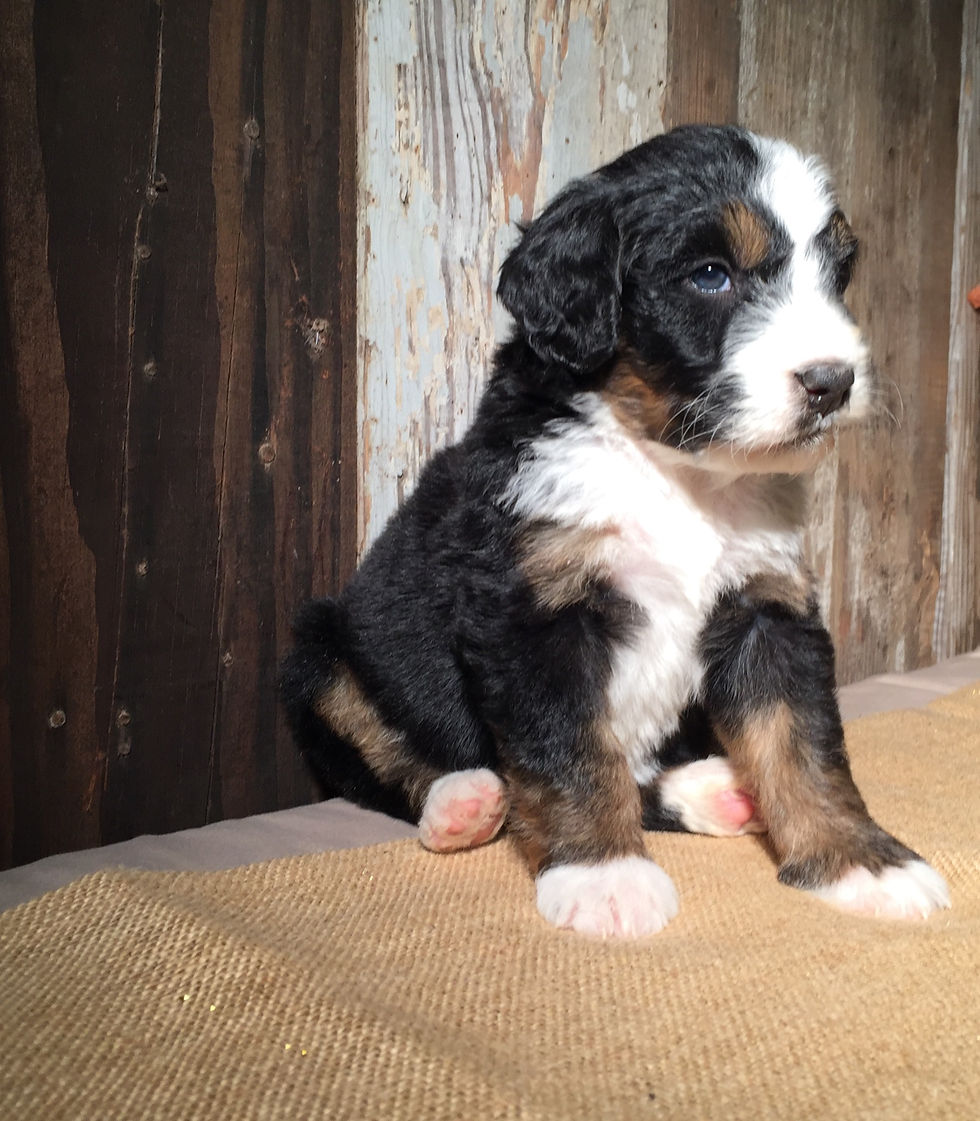 Thumbnail: Buddy (Reserved)