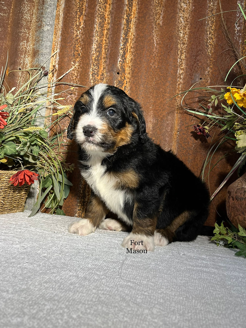 Thumbnail: Hector (Reserved)