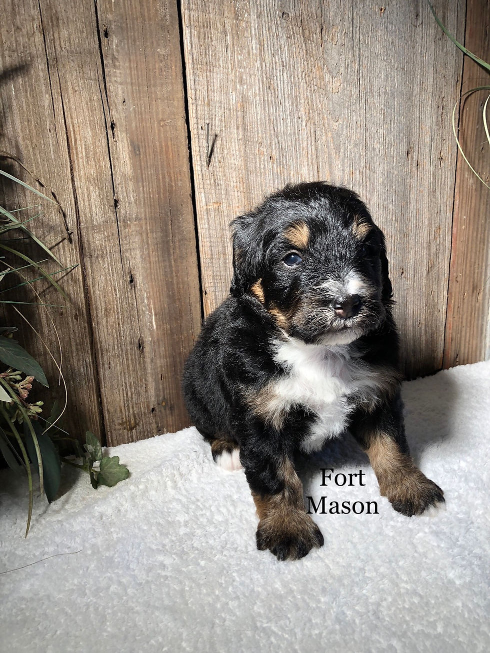 Thumbnail: Lucy (Reserved)