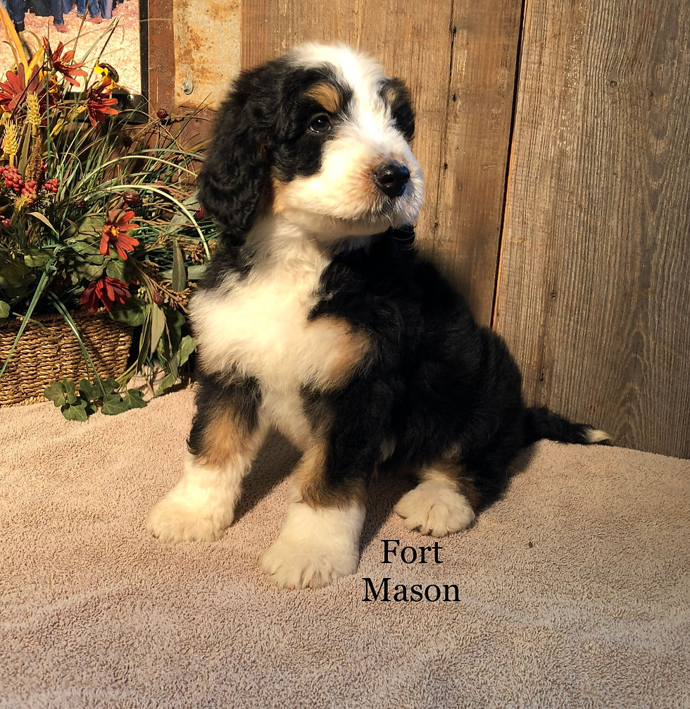 Thumbnail: Gracie (RESERVED)
