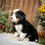 Thumbnail: Orchid (Reserved)