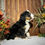 Thumbnail: Hank (Reserved)