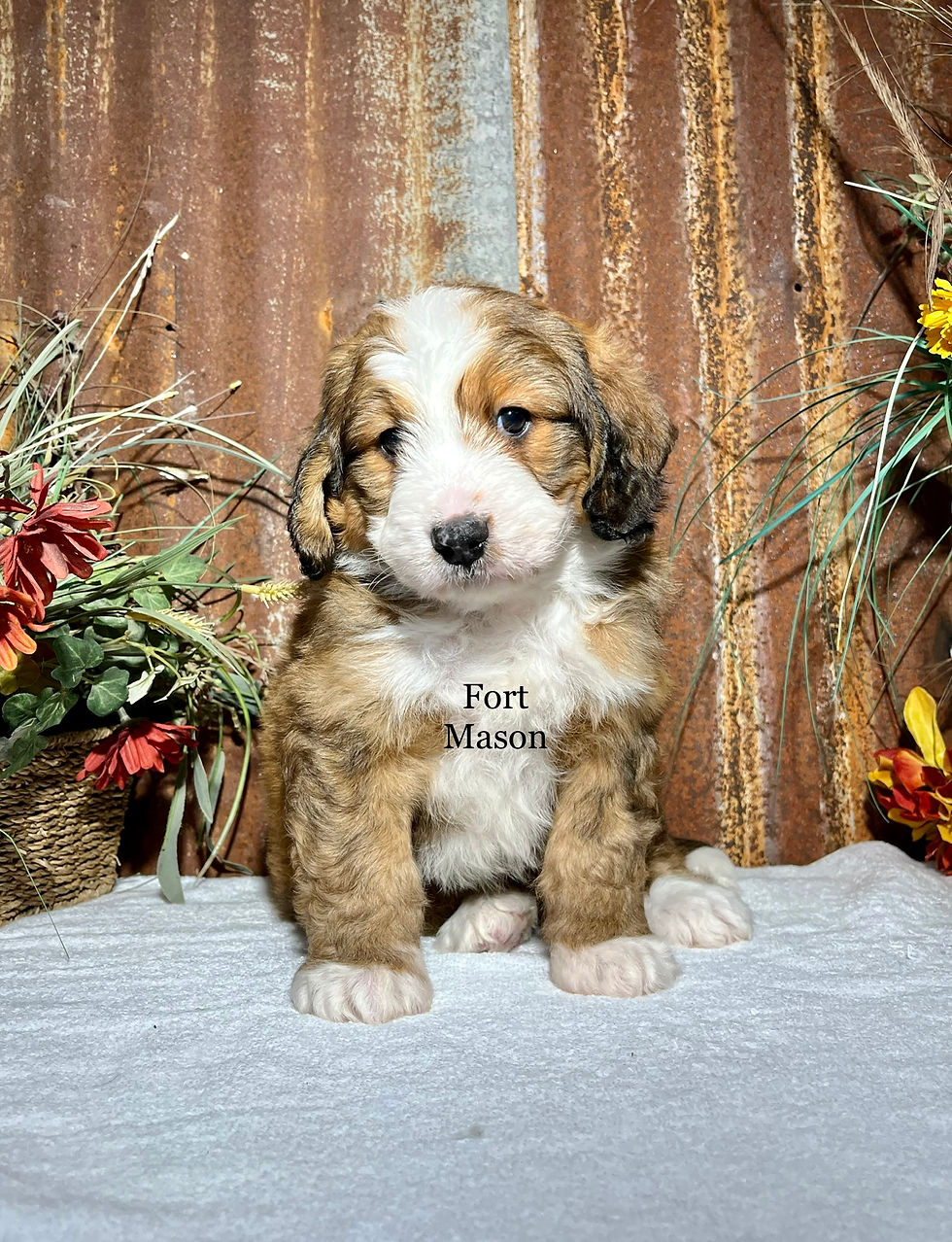 Wallace (Reserved)
