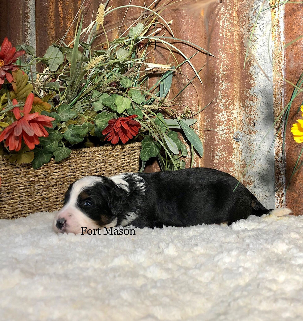 Thumbnail: Molly (Reserved)