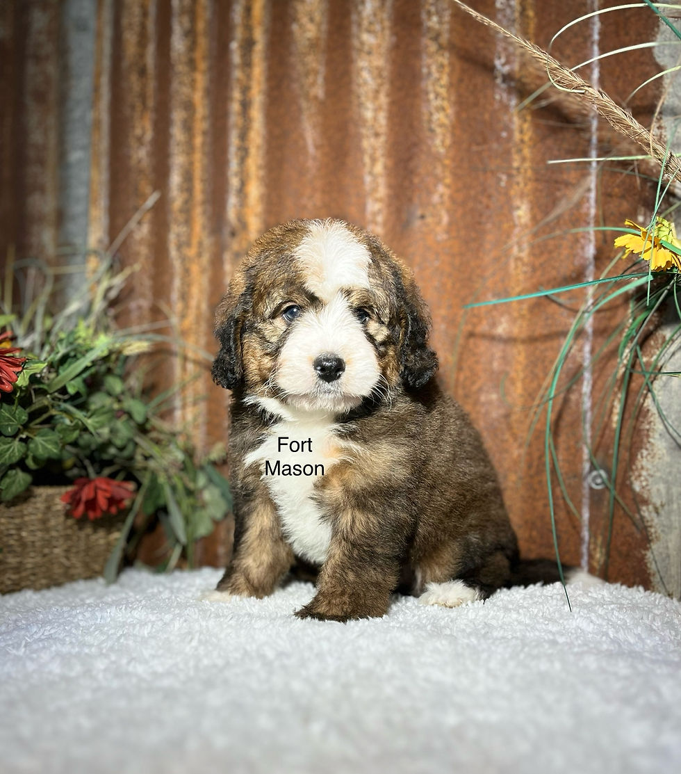 Thumbnail: Mickey (Reserved)