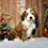 Thumbnail: Watson (Reserved)