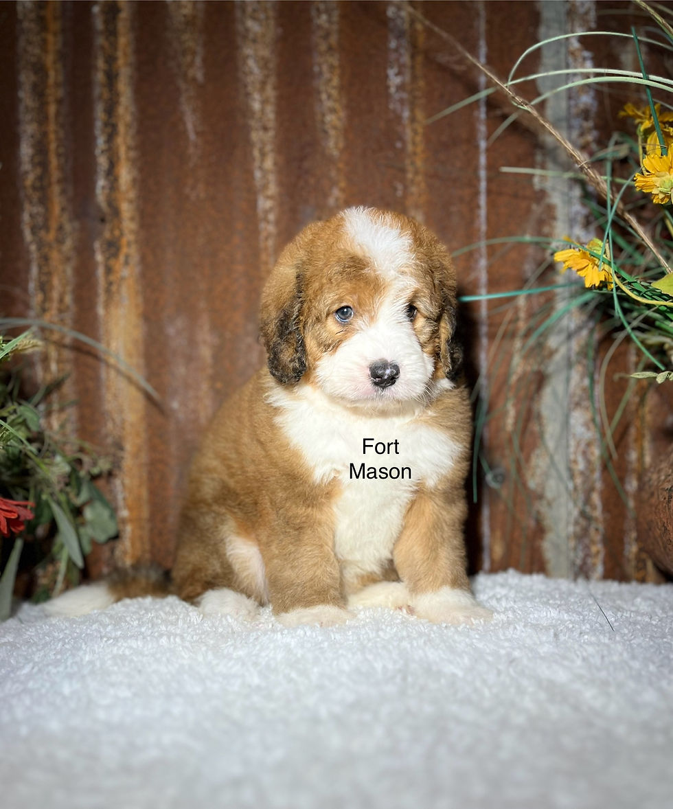 Thumbnail: Mitzi (Reserved)