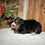Thumbnail: Hazel (Reserved)