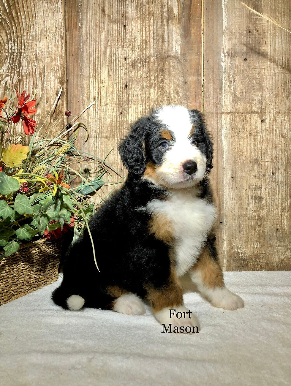 Thumbnail: Dolly (Reserved)