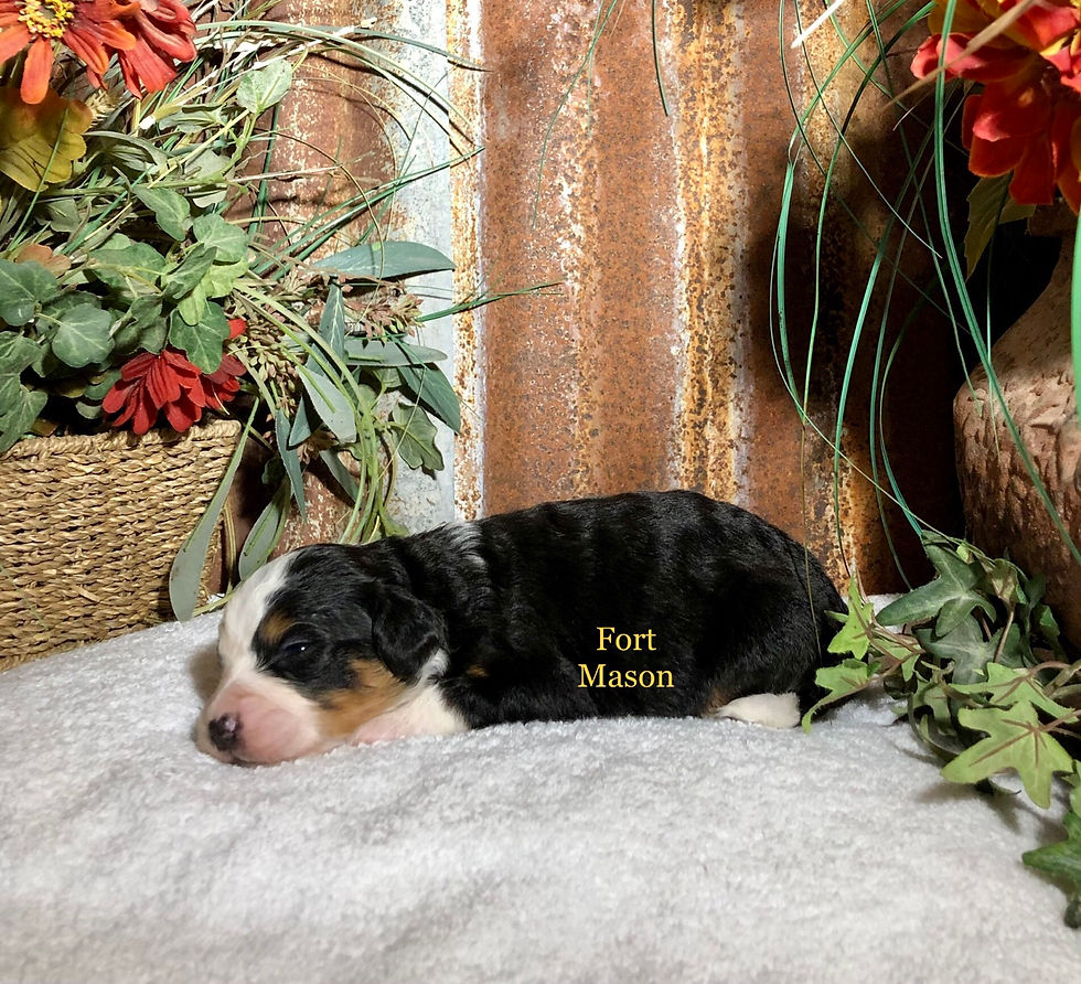 Thumbnail: Zena (Reserved)