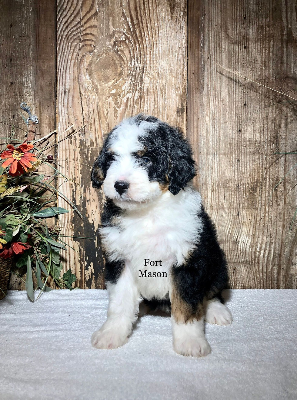 Thumbnail: Rosie (Reserved)