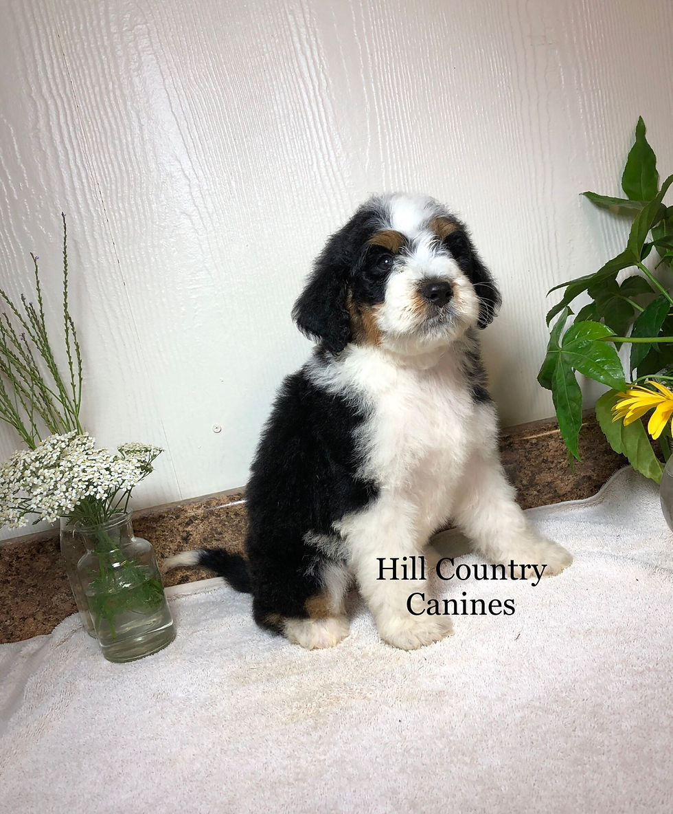 Thumbnail: Romeo (Reserved)