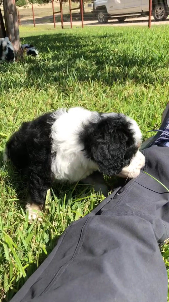 Thumbnail: Kalypso (Reserved)