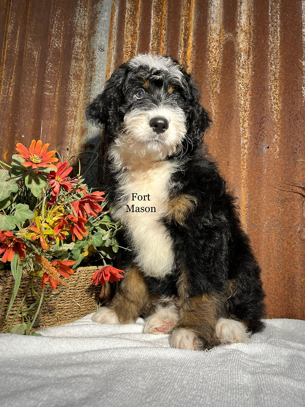 Thumbnail: Louie (Reserved)