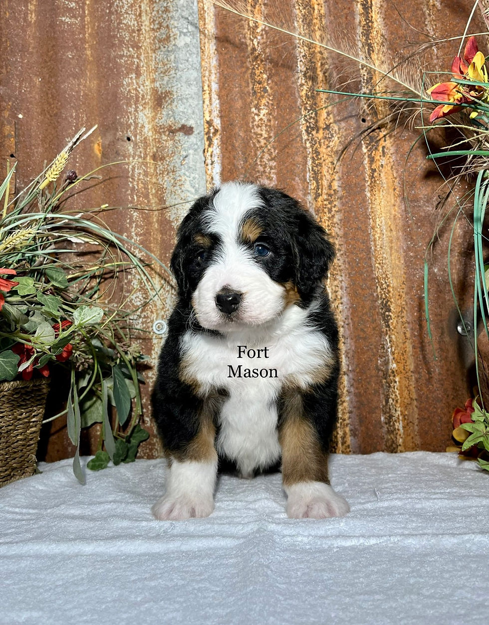 Thumbnail: Valentino (Reserved)
