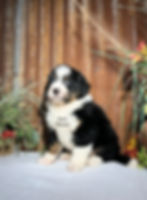 Thumbnail: Waylon (Reserved)