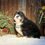 Thumbnail: Teddy (Reserved)