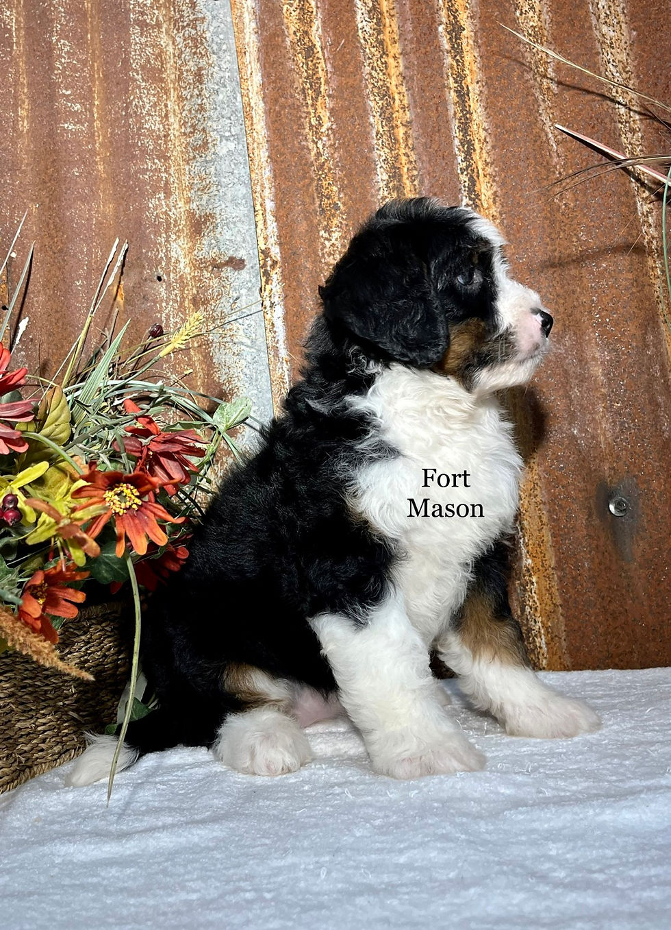 Thumbnail: Stella (Reserved)