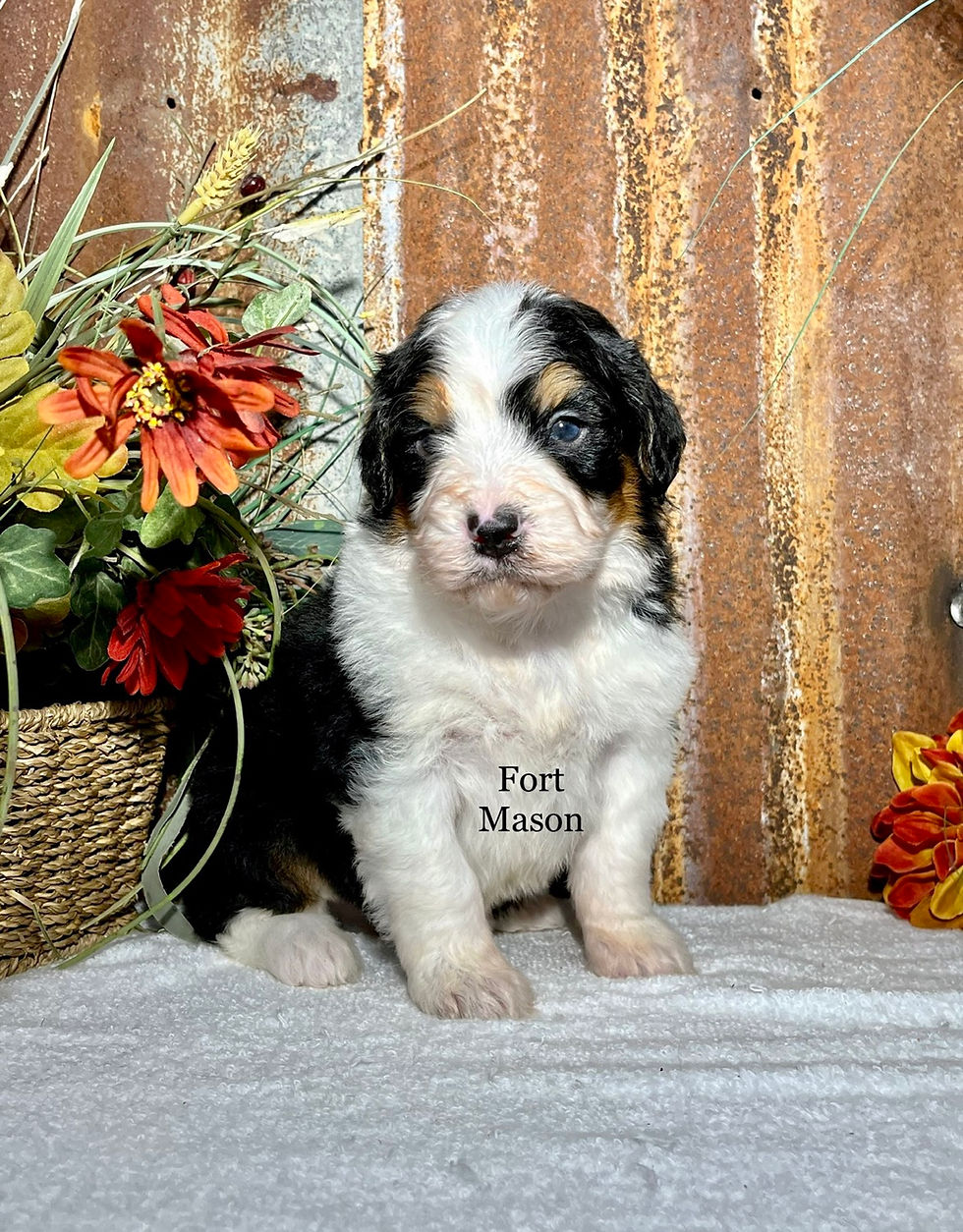 Thumbnail: Sherman (Reserved)