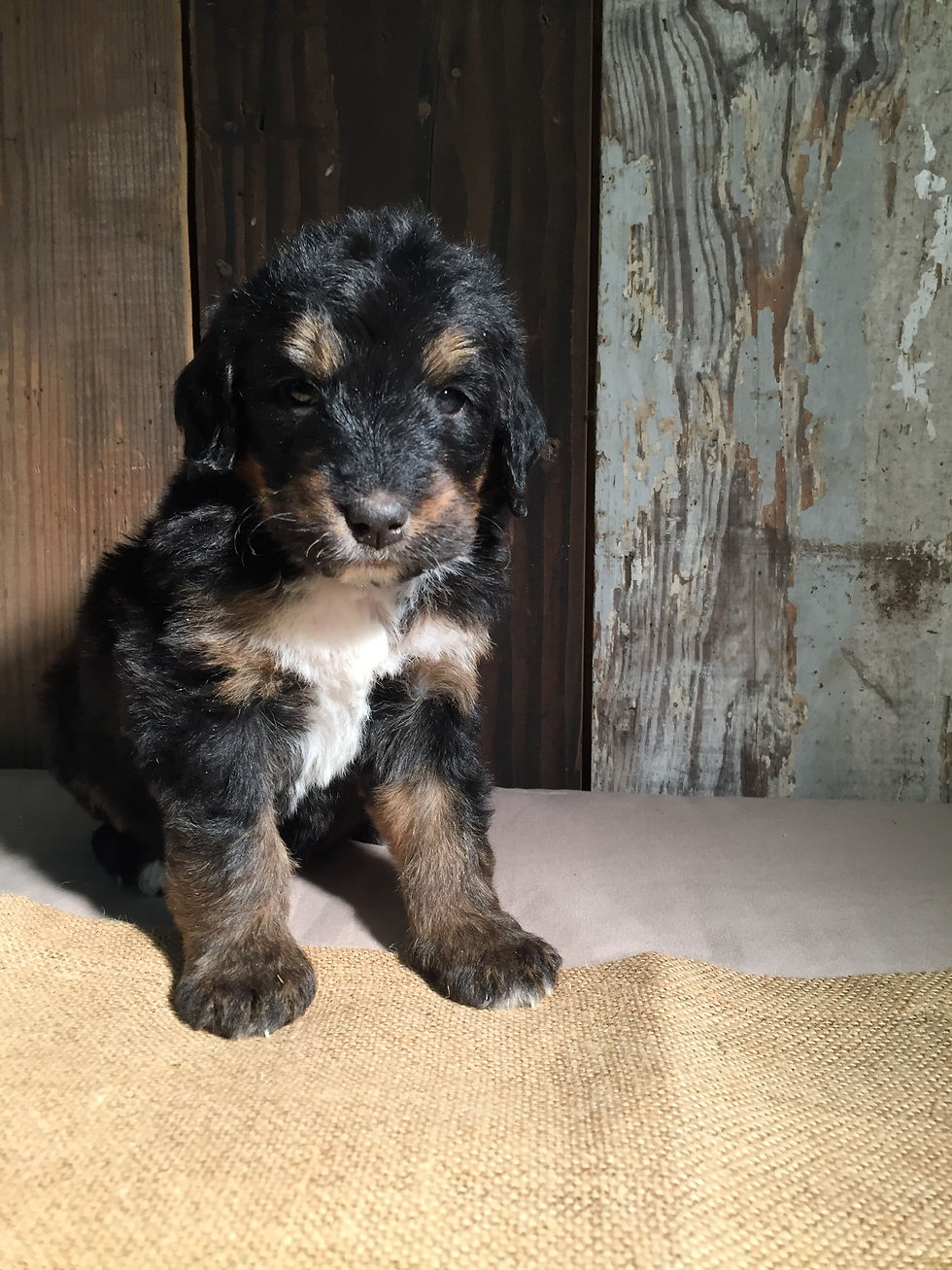 Thumbnail: Bonnie (Reserved)