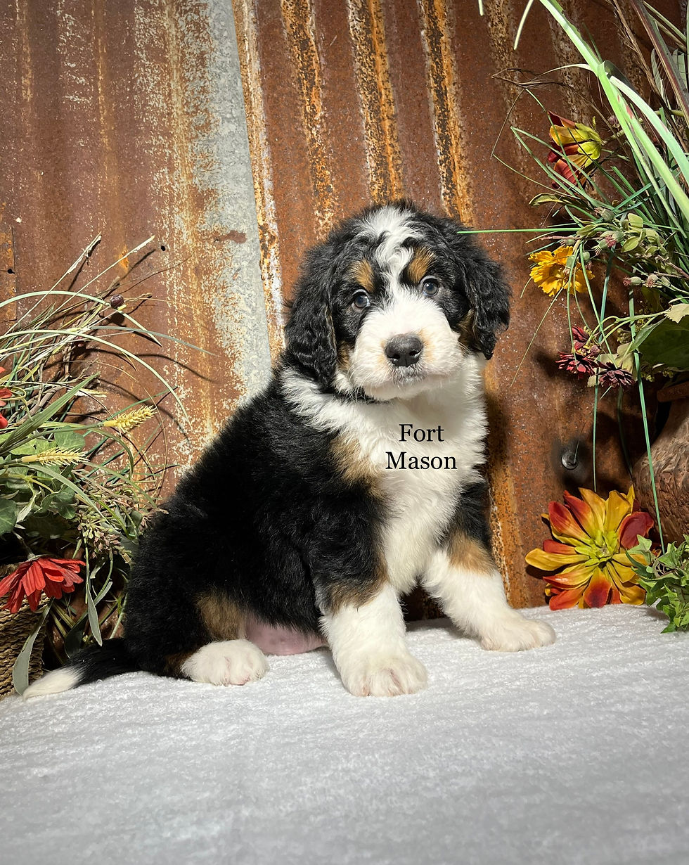 Yankee (Reserved)