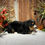 Thumbnail: Hazel (Reserved)