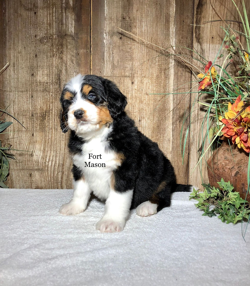 Thumbnail: Quinn (Reserved)