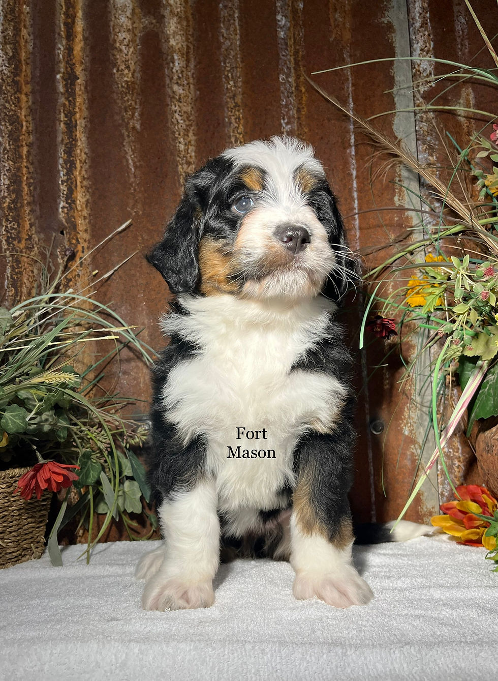 Thumbnail: Roxy (Reserved)