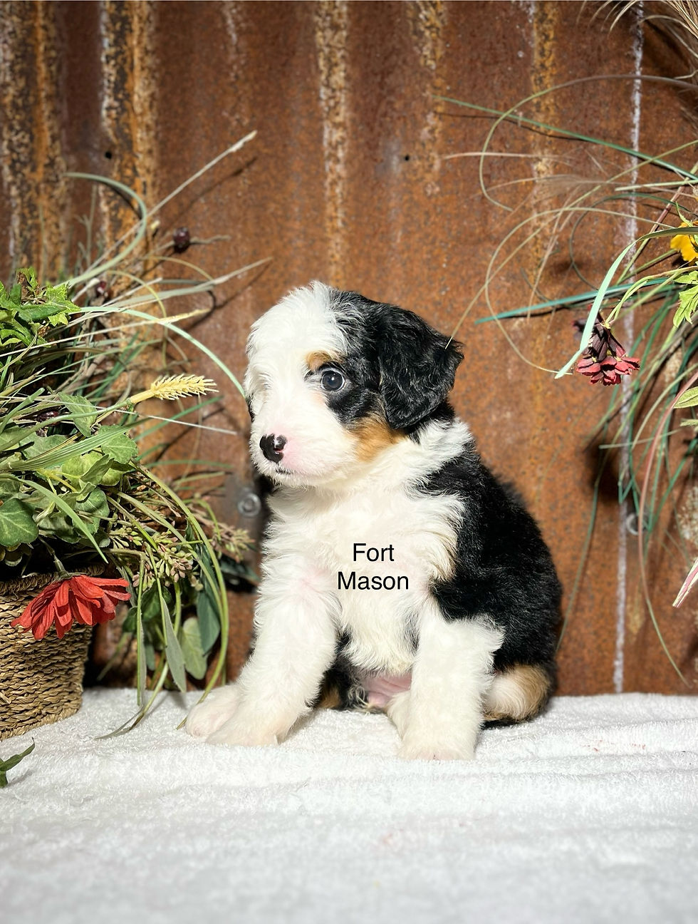 Roxie (Reserved)