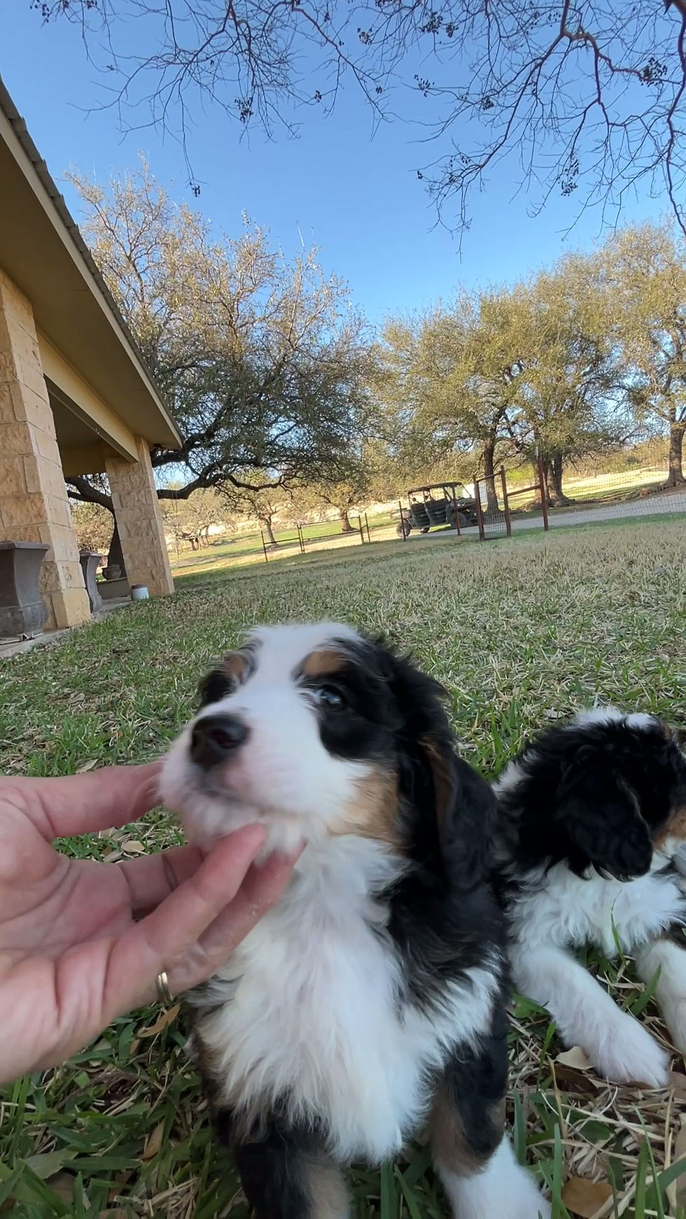 Thumbnail: Frieda (Reserved)