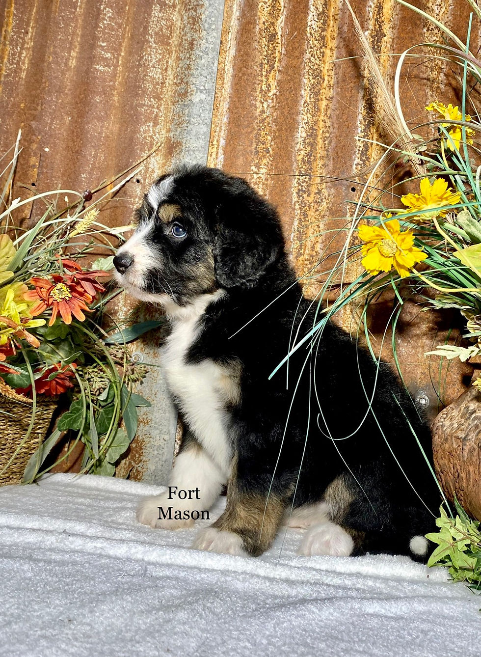 Thumbnail: Penny (Reserved)