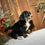 Thumbnail: Ginger (Reserved)