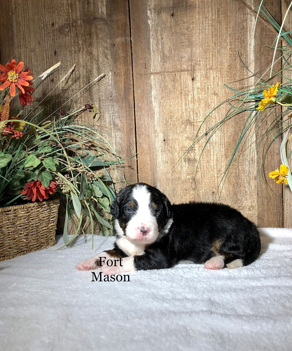 Thumbnail: Chester (Reserved)