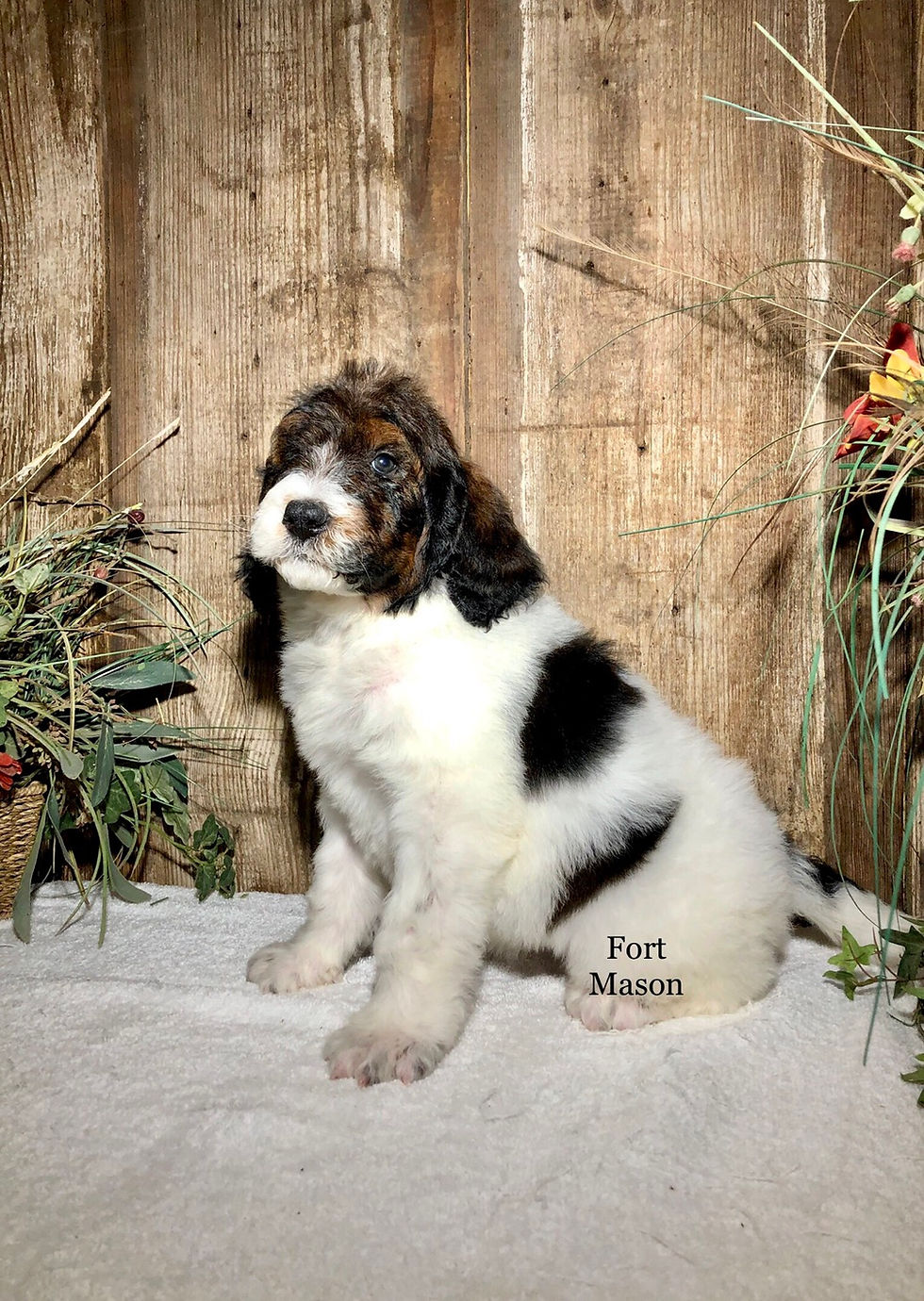 Thumbnail: Molly (Reserved)