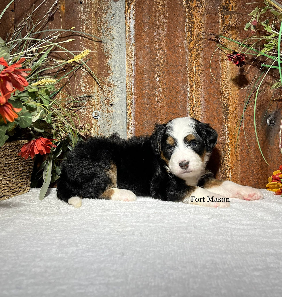 Thumbnail: Gloria (Reserved)