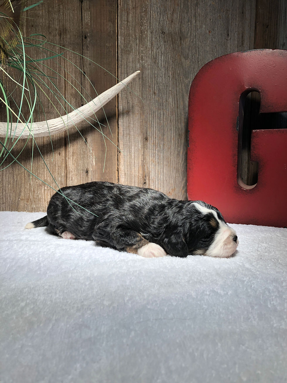 Thumbnail: Ivy (RESERVED)