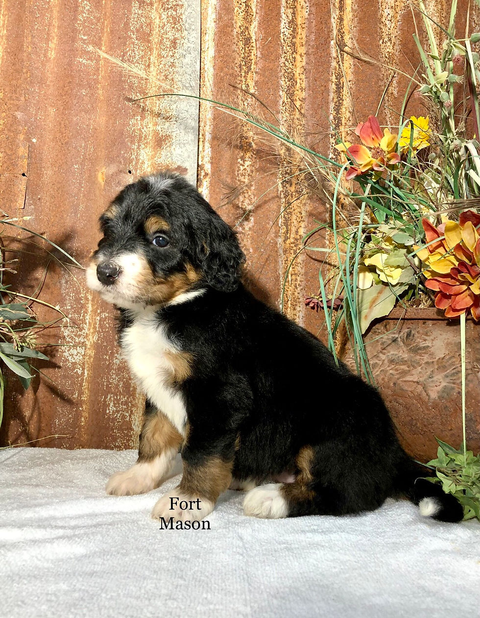 Thumbnail: Daisy (Reserved)