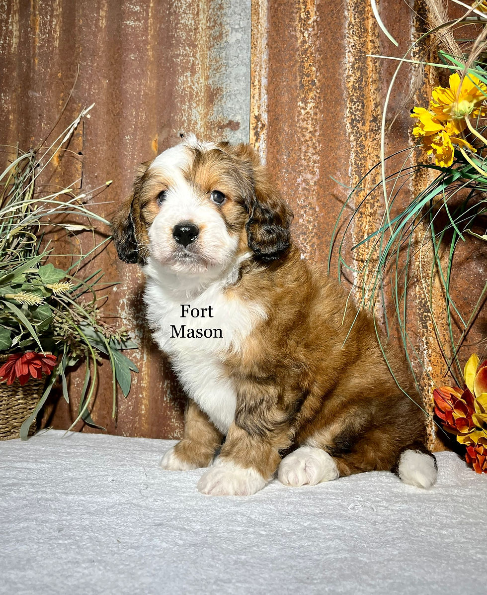 Thumbnail: Watson (Reserved)