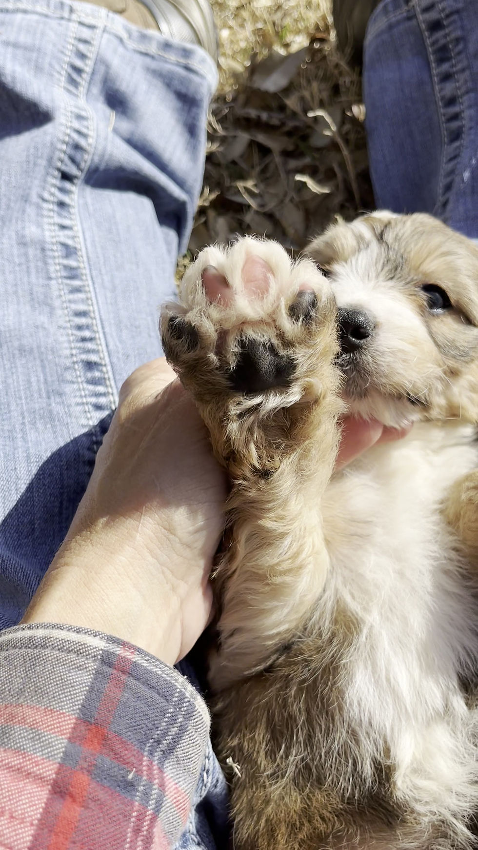 Thumbnail: Willow (Reserved)