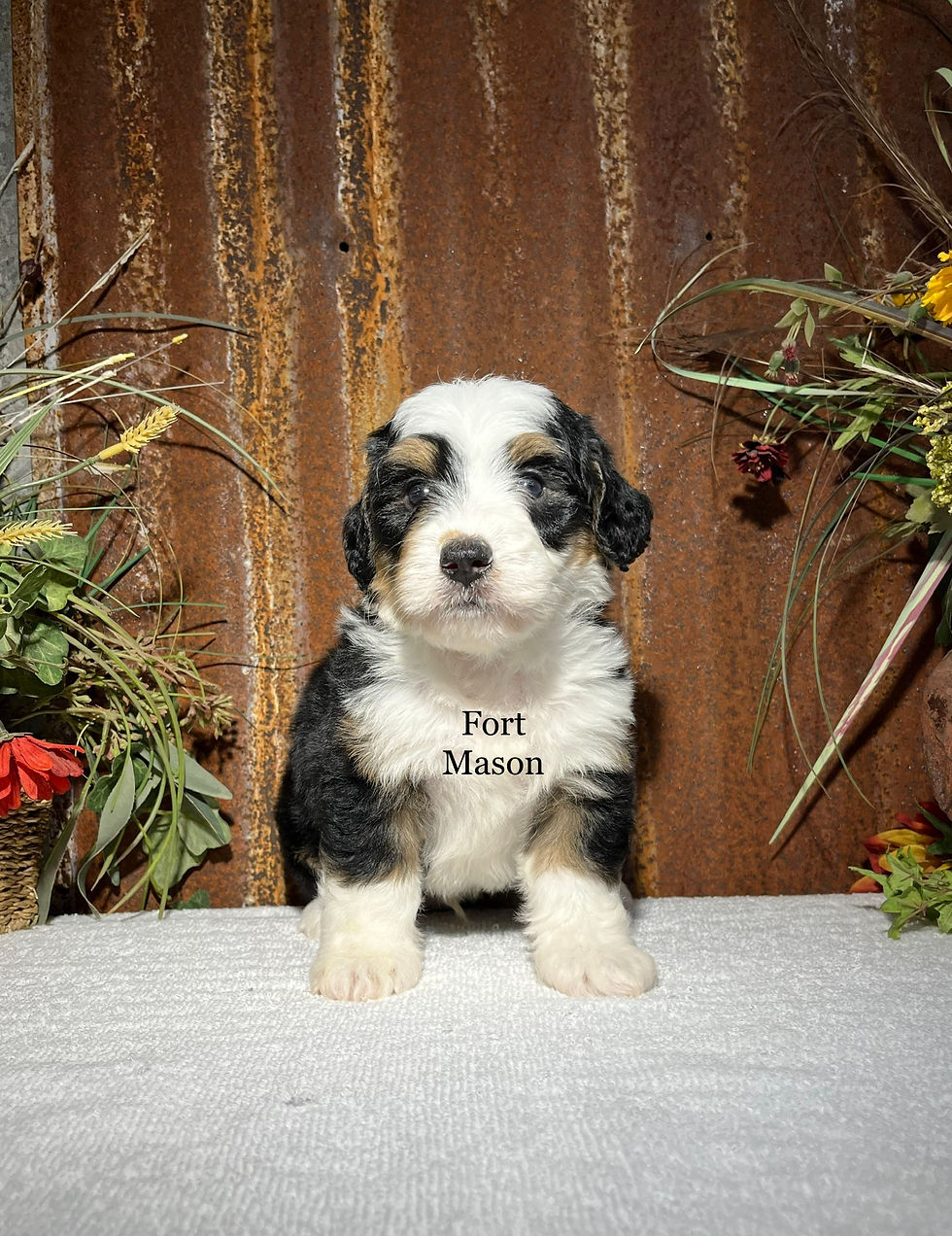 Thumbnail: Gus (Reserved)