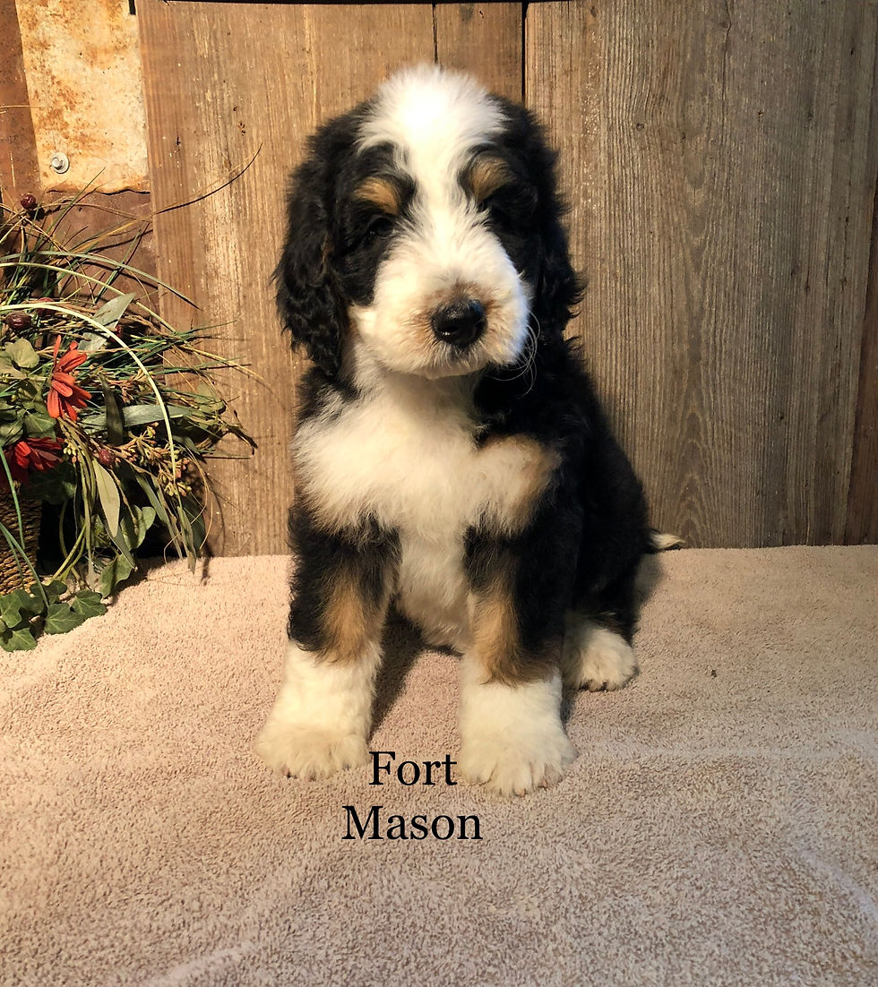 Thumbnail: Gracie (RESERVED)