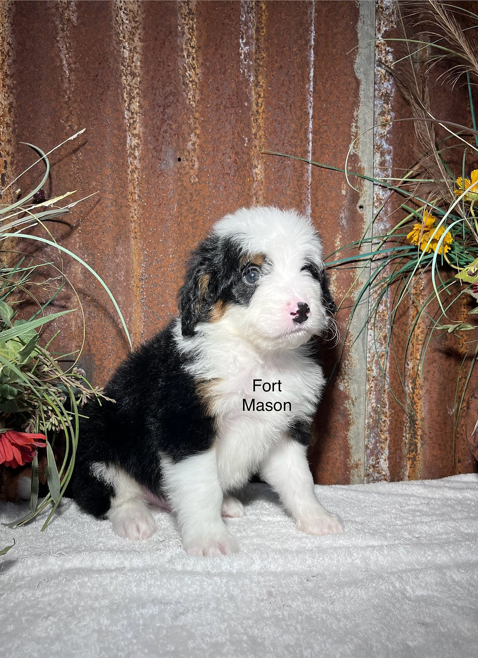 Thumbnail: Roscoe (Reserved)