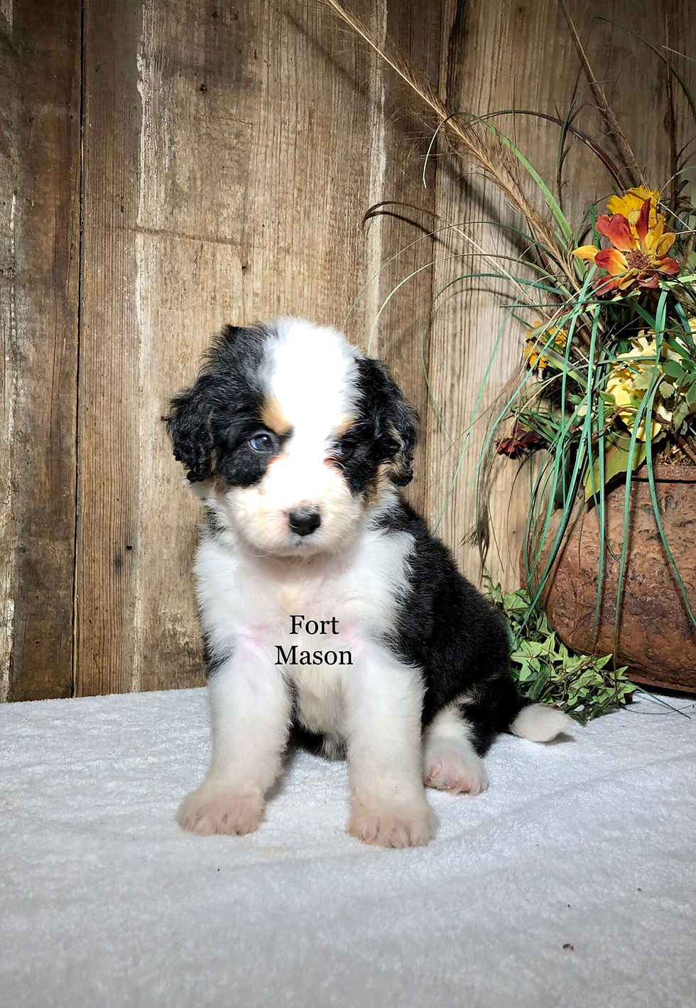 Thumbnail: Hailey (Reserved)