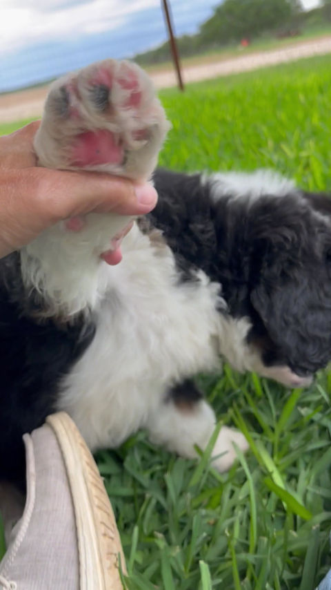 Thumbnail: Bernie (Reserved)