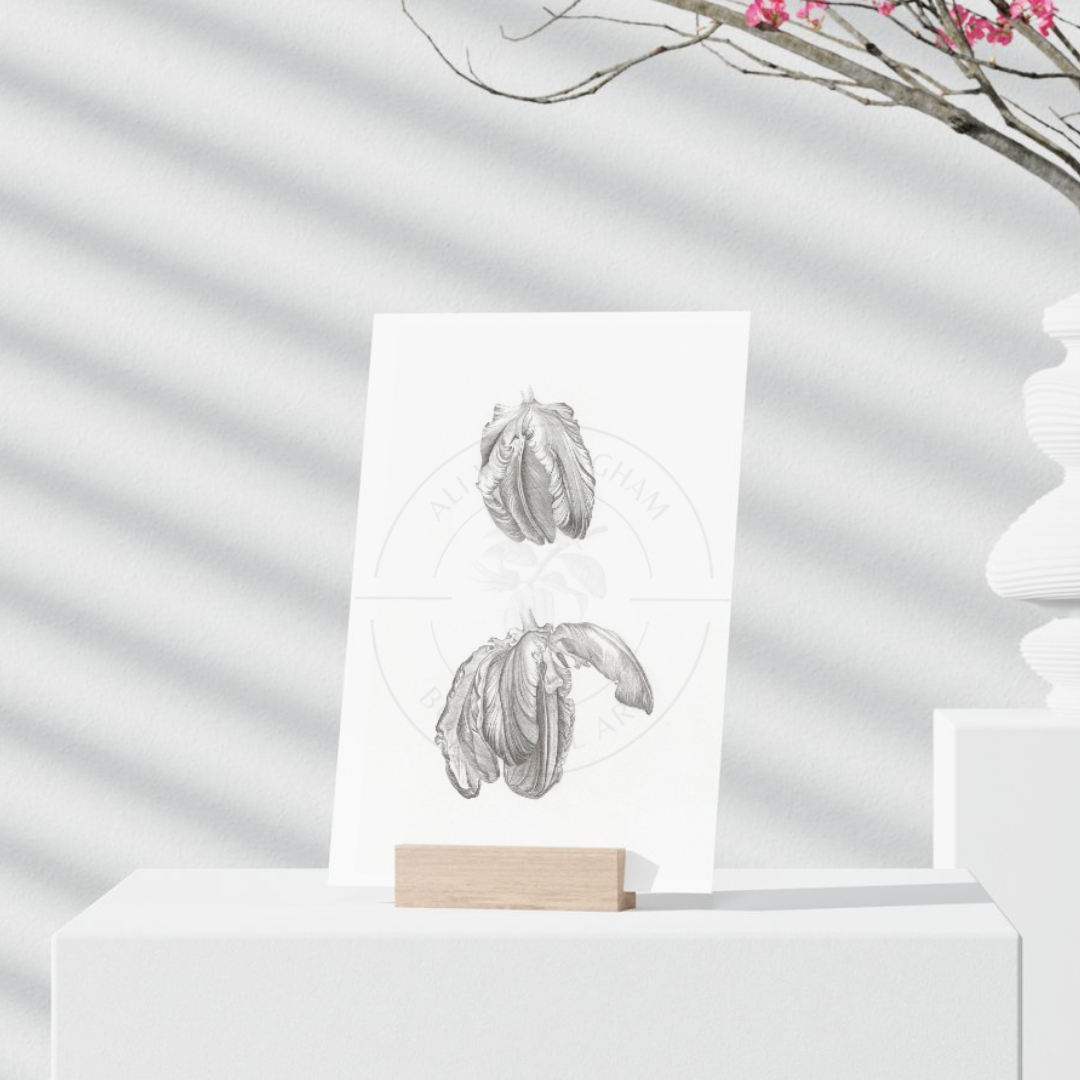 Tulipa Rococo Print
