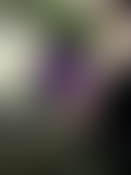 Como preparar uma homenagem ao ente querido.