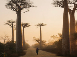Madagascar's Plea for Help
