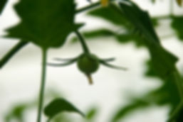 Flower VW Maxburg 2 72dpi.jpg